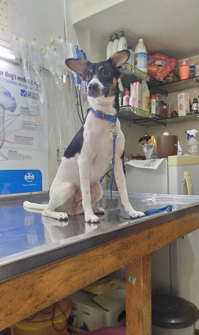 A veterinary clinic with harsh overhead lighting